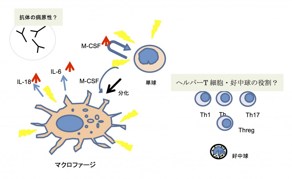 抗MDA5抗体陽性例の病態研究